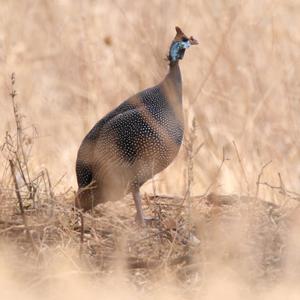 Helmeted Guineafowl