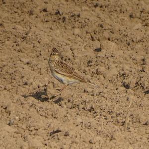 Eurasian Skylark