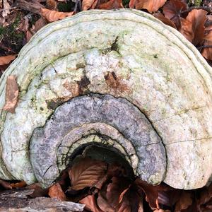 Tinder Polypore