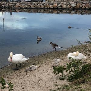 Mute Swan