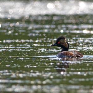 Black-necked Grebe