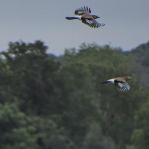 Eurasian Jay