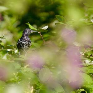 Common Starling