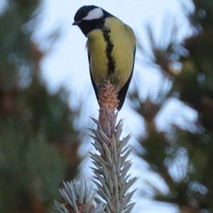 Great Tit