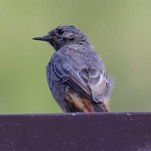 Black Redstart