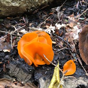 Orange Peel Fungus