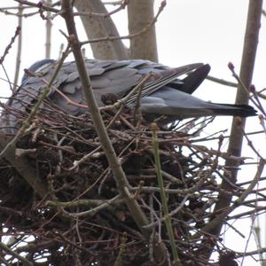 Common Wood-pigeon