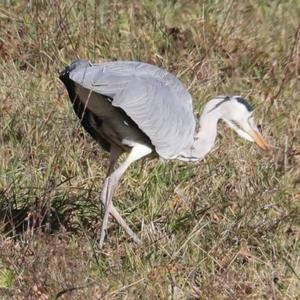 Grey Heron