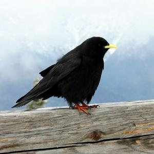 Yellow-billed Chough