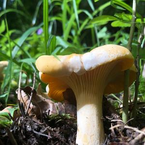 Chanterelle, Common