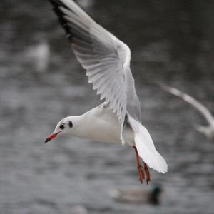 Black-headed Gull