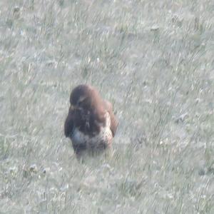 Common Buzzard