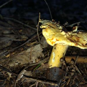 Chanterelle, Common