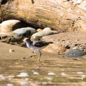 Spotted Sandpiper