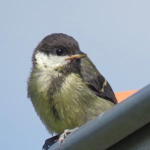 Great Tit