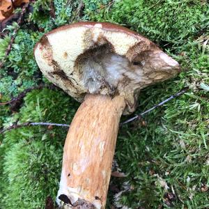 Bay Bolete