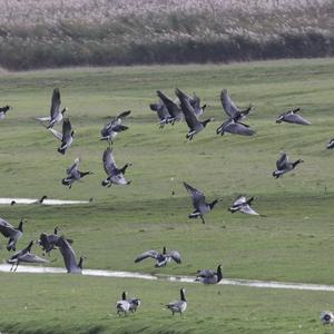 Barnacle Goose