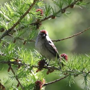 Common Redpoll