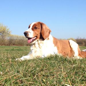 Spaniel (Welsh Springer)