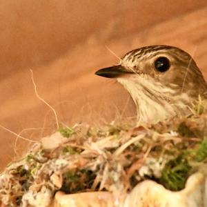 Spotted Flycatcher