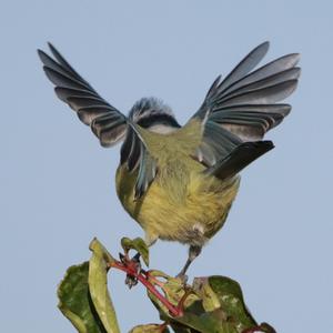 Blue Tit