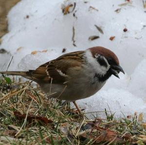 Eurasian Tree Sparrow