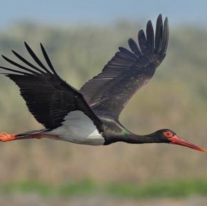 Black Stork