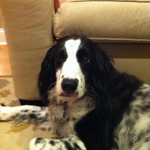 Spaniel (English Springer)