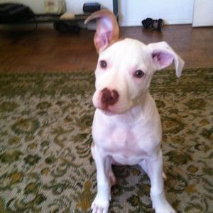 American Staffordshire Terrier