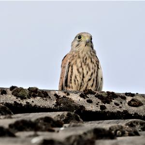 Common Kestrel