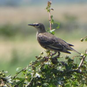 Common Starling