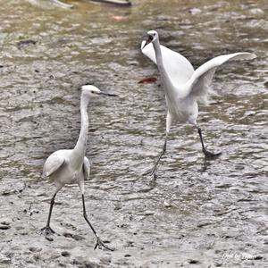 Little Egret