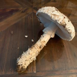 Lepiota magnispora