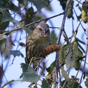 Eurasian Siskin