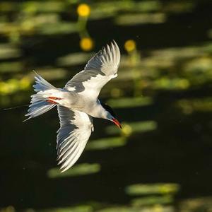 Common Tern