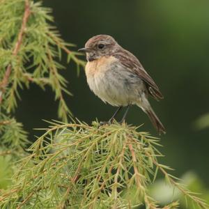 European stonechat