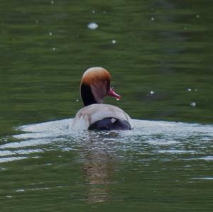 Red-crested Pochard