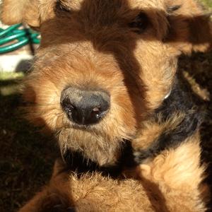 Airedale Terrier