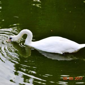 Mute Swan