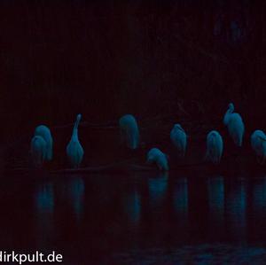 Great Egret