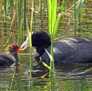 Common Coot