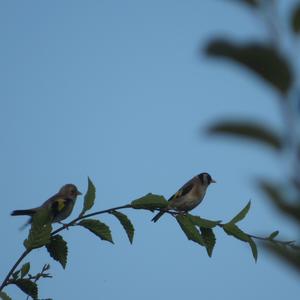 European Goldfinch