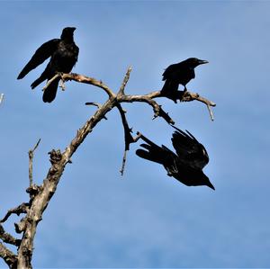 Carrion Crow