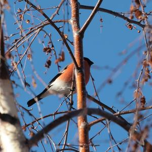 Eurasian Bullfinch