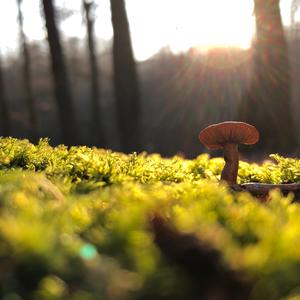 Fairy Ring Mushroom