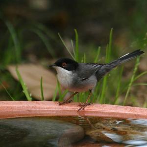 Sardinian Warbler