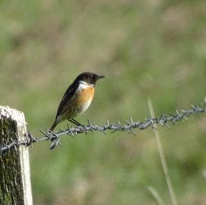 European stonechat