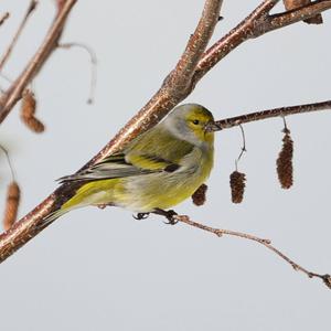 Alpine Citril Finch