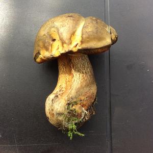 Lurid Bolete