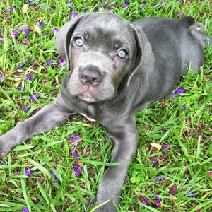 Neapolitan Mastiff